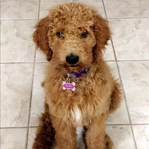 Meet your Posher, Bella